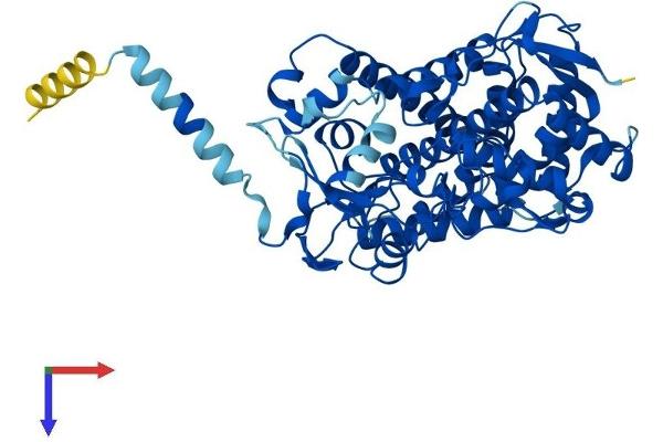 CYP2J2 Protein (AA 1-502) (His tag)