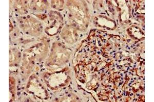 Immunohistochemistry of paraffin-embedded human kidney tissue using ABIN7150590 at dilution of 1:100 (DPM1 Antikörper  (AA 2-260))