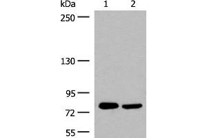 Western blot analysis of 293T cell lysates using GPRC6A Polyclonal Antibody at dilution of 1:200 (GPRC6A Antikörper)