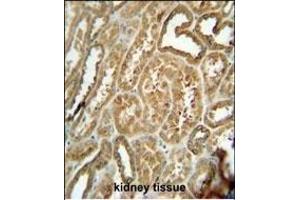 EFHB antibody (N-term) (ABIN654858 and ABIN2844520) immunohistochemistry analysis in formalin fixed and paraffin embedded human kidney tissue followed by peroxidase conjugation of the secondary antibody and DAB staining. (EFHB Antikörper  (N-Term))