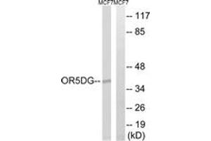 Western Blotting (WB) image for anti-Olfactory Receptor, Family 5, Subfamily D, Member 16 (OR5D16) (AA 201-250) antibody (ABIN2891142) (OR5D16 Antikörper  (AA 201-250))