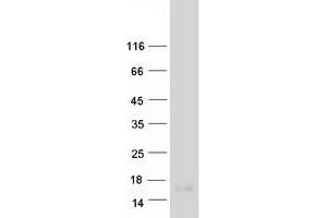 Validation with Western Blot (MT2 Protein (Myc-DYKDDDDK Tag))