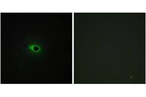 Immunofluorescence (IF) image for anti-Collagen, Type XII, alpha 1 (COL12A1) (AA 1481-1530) antibody (ABIN2889923) (COL12A1 Antikörper  (AA 1481-1530))