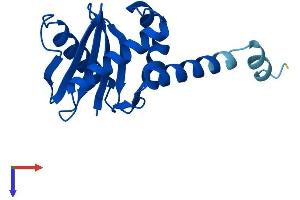 AP1S1 Protein (AA 1-158) (His tag)