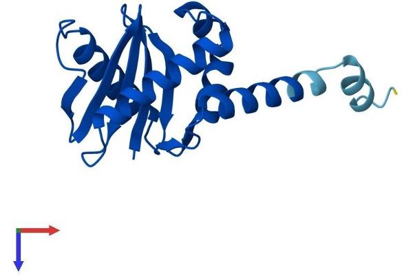 AP1S1 Protein (AA 1-158) (His tag)