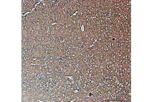 IHC analysis of Synapsin II using anti-Synapsin II antibody (ABIN4886735). (SYN2 Antikörper  (AA 497-582))