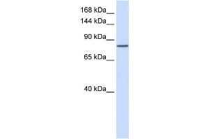 WB Suggested Anti-PCDHAC1 Antibody Titration:  0. (PCDHAC1 Antikörper  (N-Term))