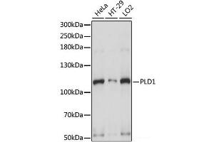 Western blot analysis of extracts of various cell lines using PLD1 Polyclonal Antibody at dilution of 1:1000. (PLD1 Antikörper)