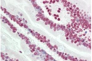 Human Small Intestine: Formalin-Fixed, Paraffin-Embedded (FFPE) (TLE4 Antikörper  (N-Term))