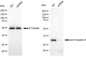 Western blotting analysis using pro Caspase 3 antibody (ABIN7799900). (Rekombinanter Pro Caspase 3 Antikörper)