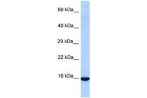 Image no. 1 for anti-Inhibitor of DNA Binding 3, Dominant Negative Helix-Loop-Helix Protein (ID3) (AA 58-107) antibody (ABIN6748024) (ID3 Antikörper  (AA 58-107))