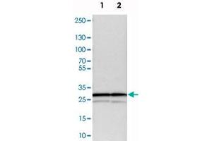 Western blot analysis of cell lysates with PSMA3 polyclonal antibody . (PSMA3 Antikörper)