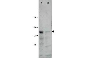 Image no. 1 for anti-CCCTC-Binding Factor (Zinc Finger Protein)-Like (CTCFL) (AA 9-26) antibody (ABIN401325) (CTCFL Antikörper  (AA 9-26))