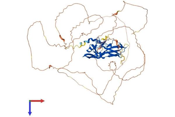 TBR1 Protein (AA 1-681) (His tag)