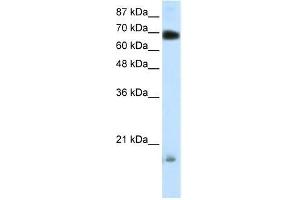 Human 293T; WB Suggested Anti-TRIM32 Antibody Titration: 0. (TRIM32 Antikörper  (C-Term))