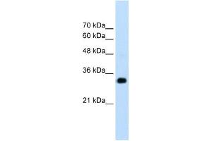RNF121 antibody used at 1. (RNF121 Antikörper  (N-Term))