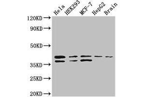 Western Blot Positive WB detected in: Hela whole cell lysate, HEK293 whole cell lysate, MCF-7 whole cell lysate, HepG2 whole cell lysate, Mouse brain tissue All lanes: BUB3 antibody at 3. (BUB3 Antikörper  (AA 6-217))