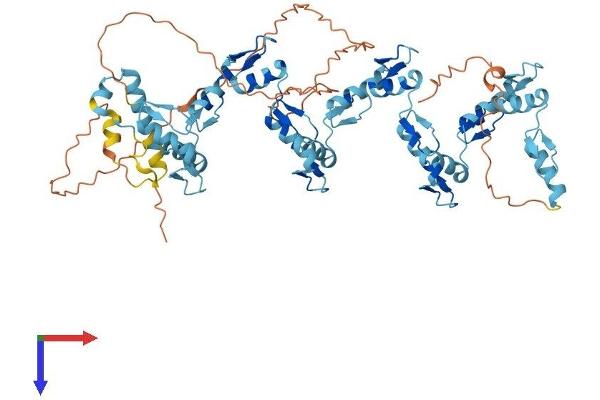 ZNF543 Protein (AA 1-600) (His tag)