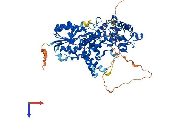 CRY2 Protein (AA 1-593) (His tag)