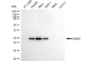 Western blotting analysis using GINS3 antibody (ABIN7798718).