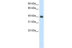 Western Blotting (WB) image for anti-Pseudouridylate Synthase 1 (PUS1) antibody (ABIN2461496) (PUS1 Antikörper)