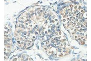 Immunohistochemical analysis of paraffin-embedded human fetal testis showing cytoplasmic staining with ACTL7A polyclonal antibody  at a 1 : 100 dilution. (Actin-Like 7A Antikörper  (AA 42-283))