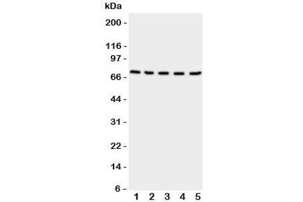 Neuregulin 1 Antikörper  (C-Term)