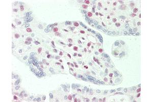 Anti-STAG2 antibody IHC staining of human placenta. (STAG2 Antikörper  (AA 1125-1175))