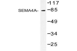 Western blot analysis of SEMA4A Antibody in extracts from COS-7 cells. (Sema4a Antikörper)