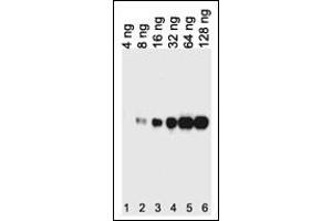 Western blot analysis of lysates from 12tag protein , This demonstrates the His tagged antibody detected the His tagged protein (arrow). (His Tag Antikörper)