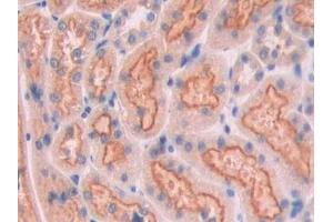 IHC-P analysis of Rat Kidney Tissue, with DAB staining. (CUBN Antikörper  (AA 98-207))