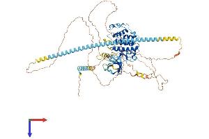 Cyclin-Dependent Kinase 11A (CDK11A) (AA 1-783) protein (His tag)
