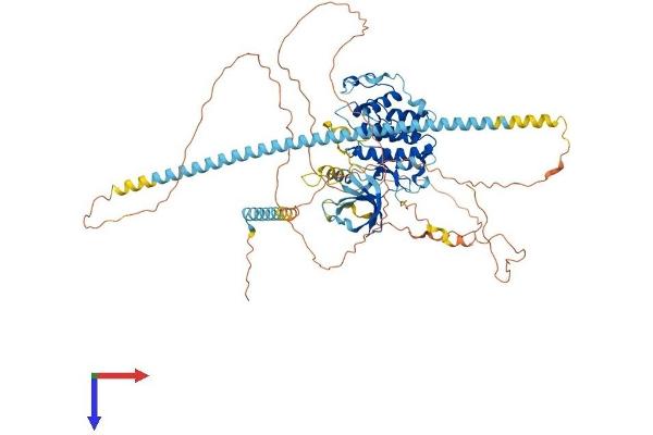 Cyclin-Dependent Kinase 11A (CDK11A) (AA 1-783) protein (His tag)