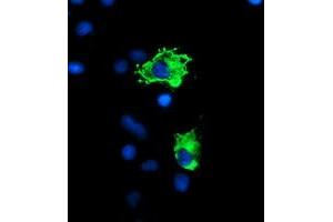 Anti-PPP1R15A mouse monoclonal antibody (ABIN2455567) immunofluorescent staining of COS7 cells transiently transfected by pCMV6-ENTRY PPP1R15A (RC200581). (GADD34 Antikörper)