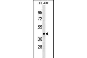 EVX1 Antibody (Center) (ABIN1881327 and ABIN2838387) western blot analysis in HL-60 cell line lysates (35 μg/lane).