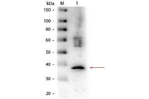Western Blot of Goat anti-Lactate Dehydrogenase Antibody Biotin Conjugated. (Lactate Dehydrogenase Antikörper  (Biotin))