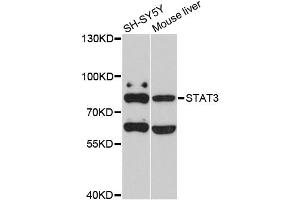 Western blot analysis of extracts of various cell lines, using STAT3 antibody (ABIN5998978) at 1/1000 dilution. (STAT3 Antikörper)