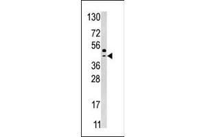 Western blot analysis of anti-SEPSH2 Pab (ABIN391279 and ABIN2841326) in HepG2 cell line lysate (35 μg/lane). (SEPSH2 Antikörper  (AA 171-201))