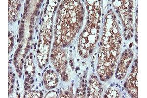 Image no. 2 for anti-Phosphoinositide-3-Kinase, Catalytic, gamma Polypeptide (PIK3CG) antibody (ABIN1500203) (PIK3 gamma Antikörper)