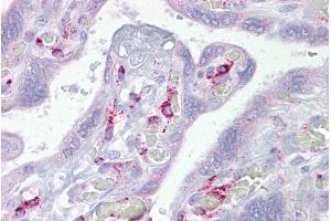 Immunohistochemistry with Placenta tissue at an antibody concentration of 5µg/ml using anti-ING3 antibody (ARP33346_P050)