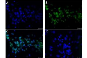 Immunofluorescence Microscopy of Rabbit anti-BCL3 antibody Immunofluorescence Microscopy of Rabbit anti-BCL3 antibody. (BCL3 Antikörper  (C-Term))