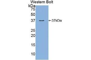 Detection of Recombinant MEP1a, Human using Polyclonal Antibody to Meprin A Alpha (MEP1a) (MEP1A Antikörper  (AA 213-506))