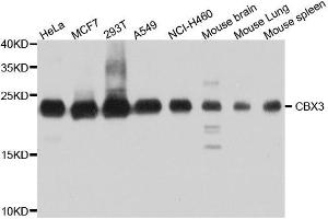 Western blot analysis of extracts of various cell lines, using CBX3 antibody. (CBX3 Antikörper  (AA 1-183))