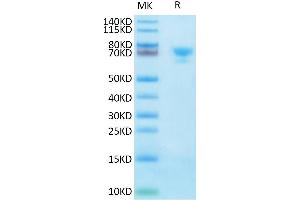 Biotinylated Human MSLN on Tris-Bis PAGE under reduced condition. (Mesothelin Protein (MSLN) (Fc-Avi Tag,Biotin))