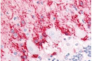 Anti-SLC1A3 / GLAST antibody  ABIN1049332 IHC staining of human brain, cerebellum, molecular layer and Purkinje layer. (SLC1A3 Antikörper  (Cytoplasmic Domain))