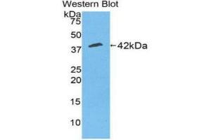 Western Blotting (WB) image for anti-Creatine Kinase, Muscle (CKM) (AA 11-367) antibody (ABIN1858412)