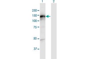 Western Blot analysis of KIAA1199 expression in transfected 293T cell line by KIAA1199 MaxPab polyclonal antibody. (CEMIP Antikörper  (AA 1-992))