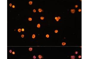 Immunofluorescence analysis of THP-1 cells using ENTPD1/CD39 Polyclonal Antibody at dilution of 1:100 (40x lens). (CD39 Antikörper)