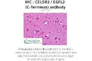 Image no. 2 for anti-Cadherin EGF LAG Seven Pass G-Type Receptor 2 (CELSR2) (C-Term) antibody (ABIN1732969) (CELSR2 Antikörper  (C-Term))
