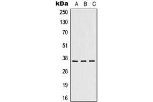 Western blot analysis of Heme Oxygenase 2 expression in HeLa (A), HepG2 (B), Raw264.